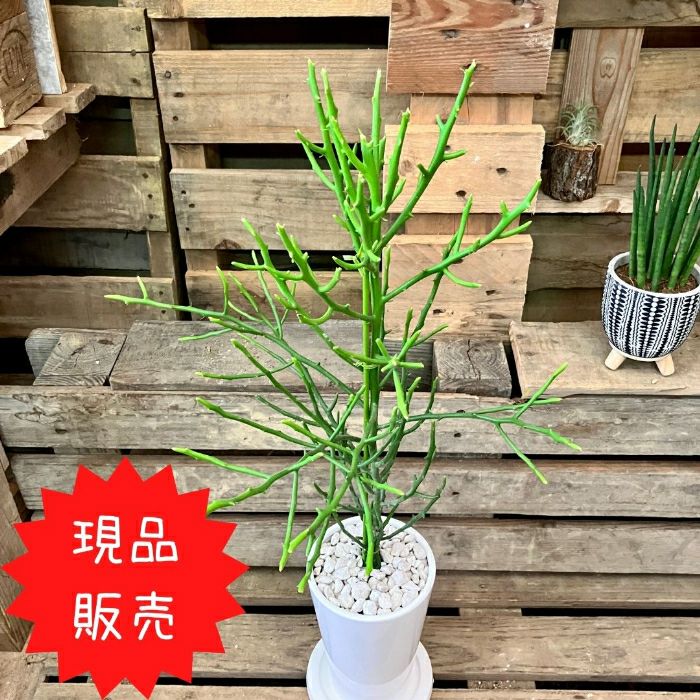 観葉植物現品販売