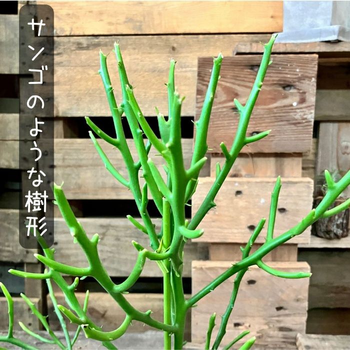 観葉植物現品販売