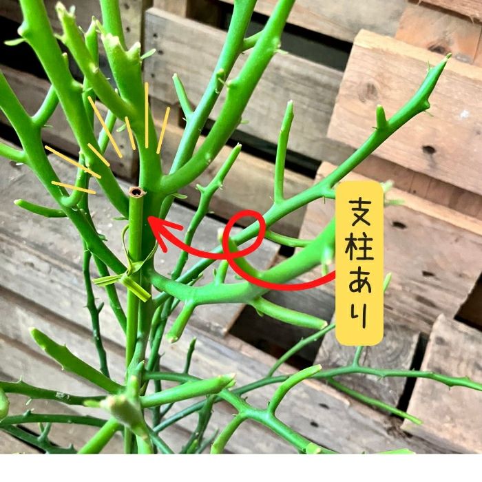 観葉植物現品販売