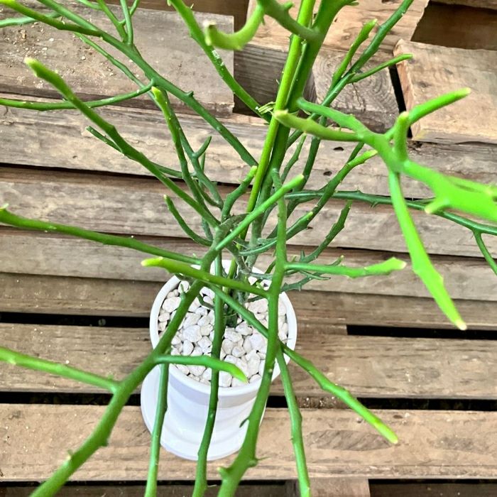 観葉植物現品販売