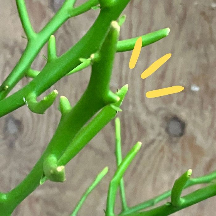 観葉植物現品販売