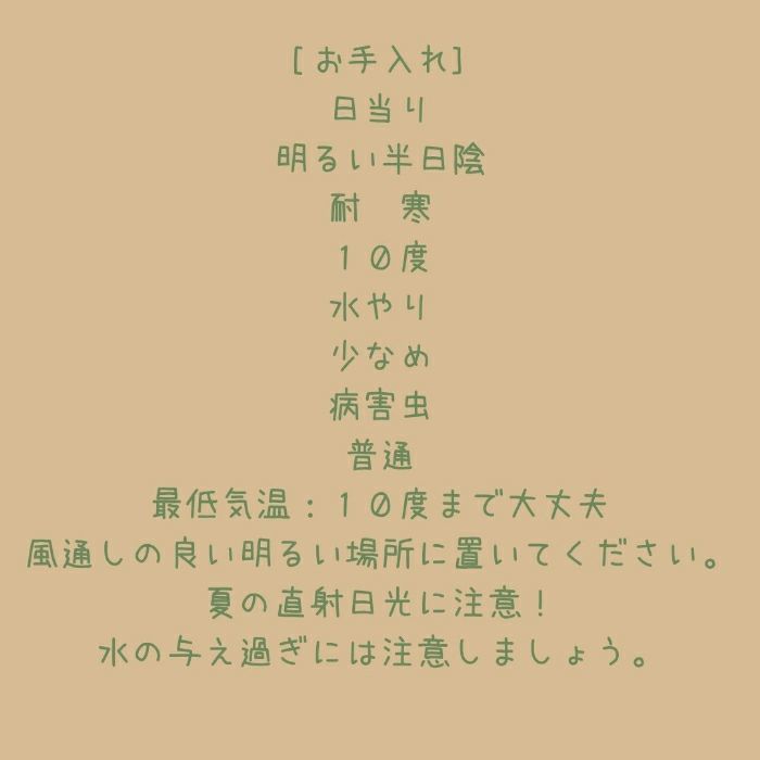 観葉植物現品販売