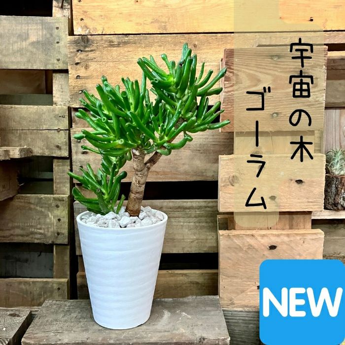 観葉植物現品販売