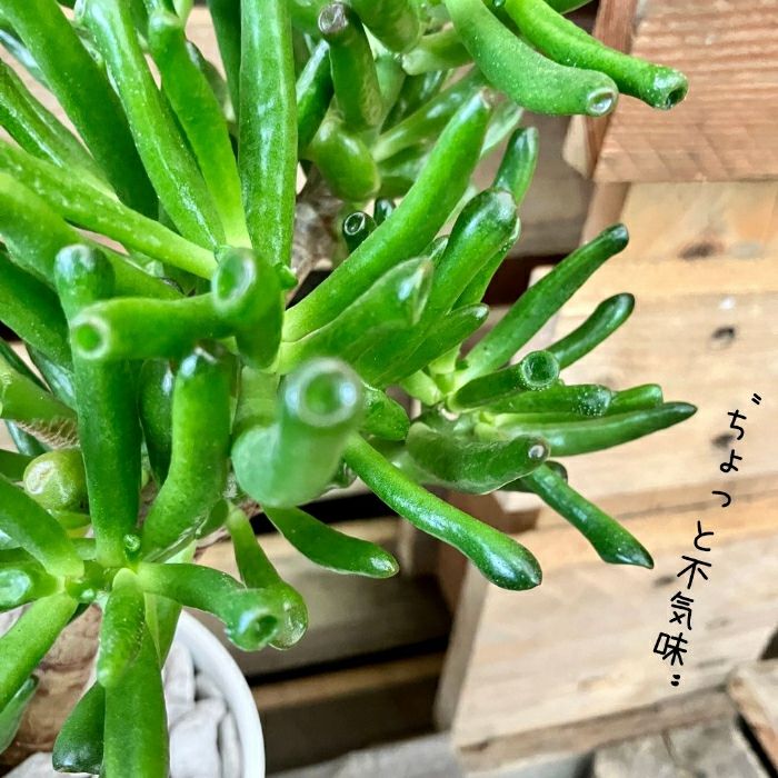 観葉植物現品販売