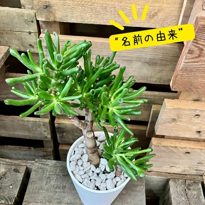 観葉植物現品販売