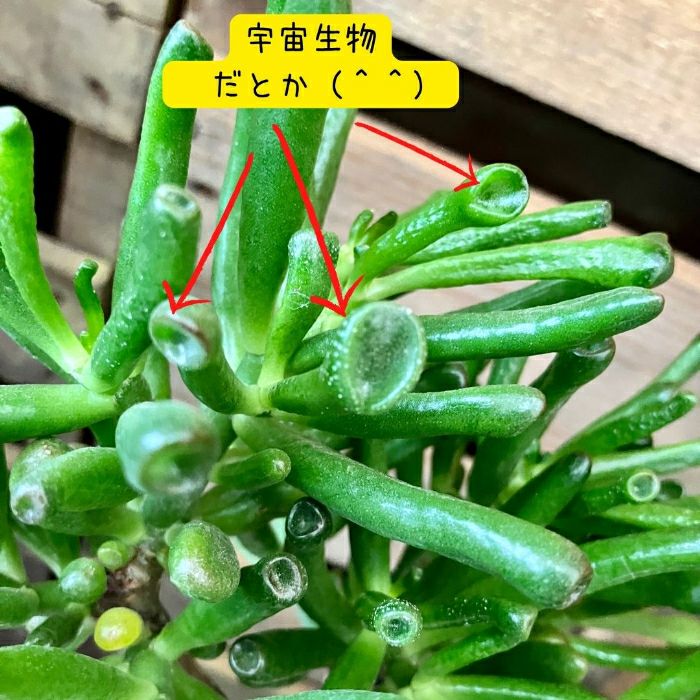 観葉植物現品販売