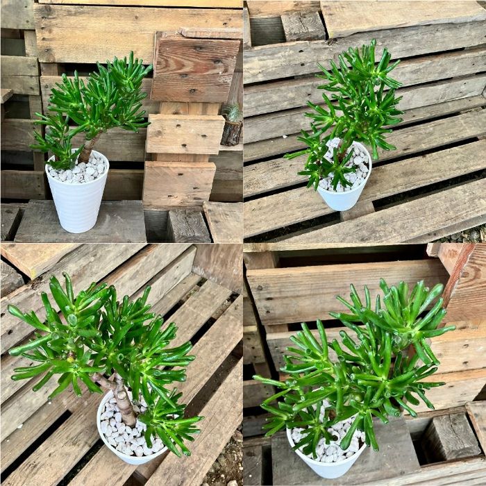 観葉植物現品販売