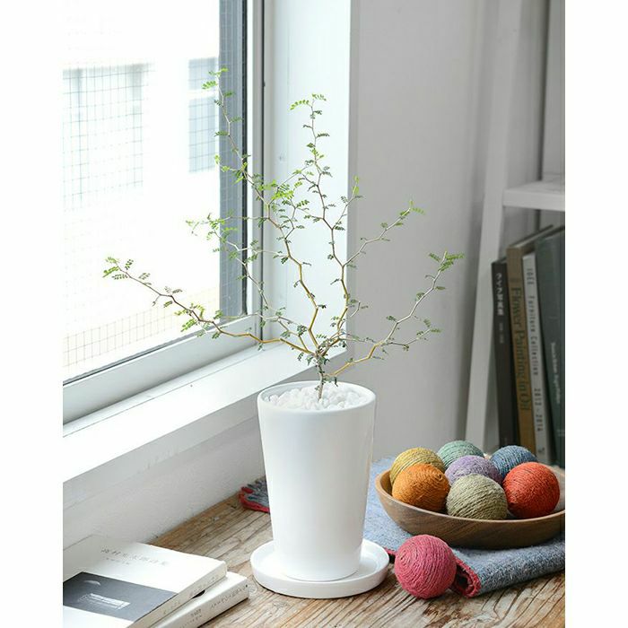 観葉植物 ソフォラ・ミクロフィラ ロングポット