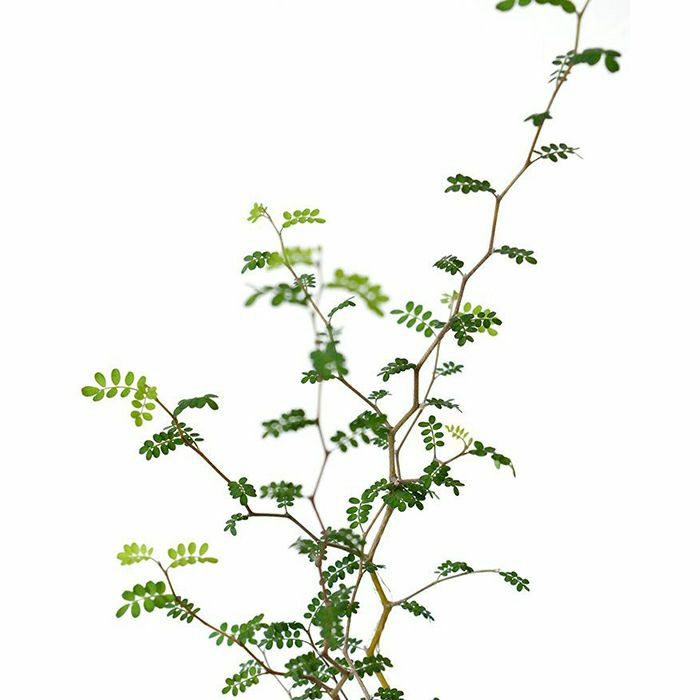 観葉植物 ソフォラ・ミクロフィラ ロングポット