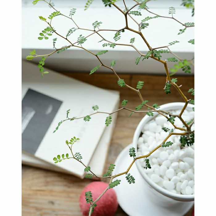 観葉植物 ソフォラ・ミクロフィラ ロングポット