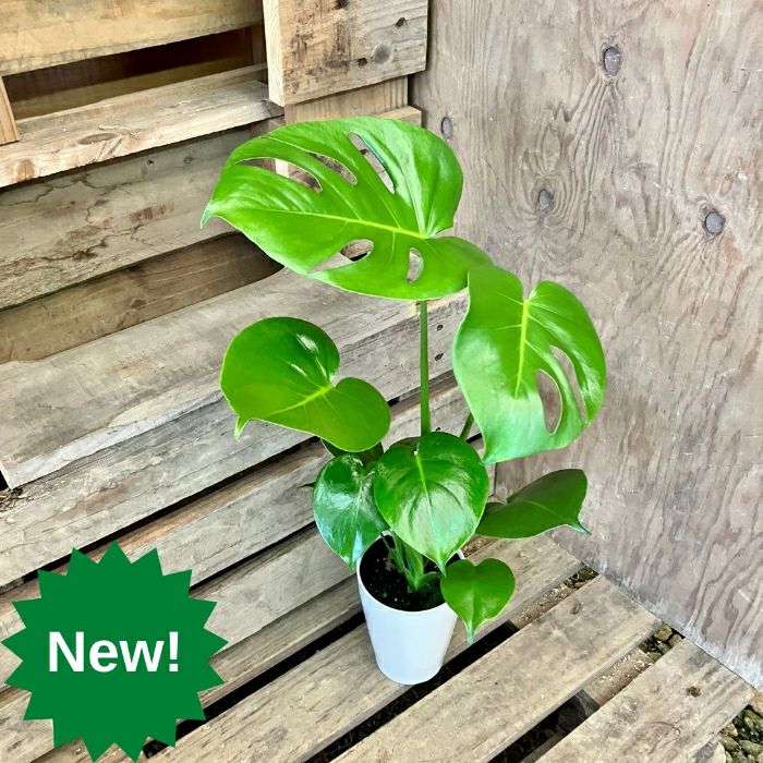 観葉植物現品販売