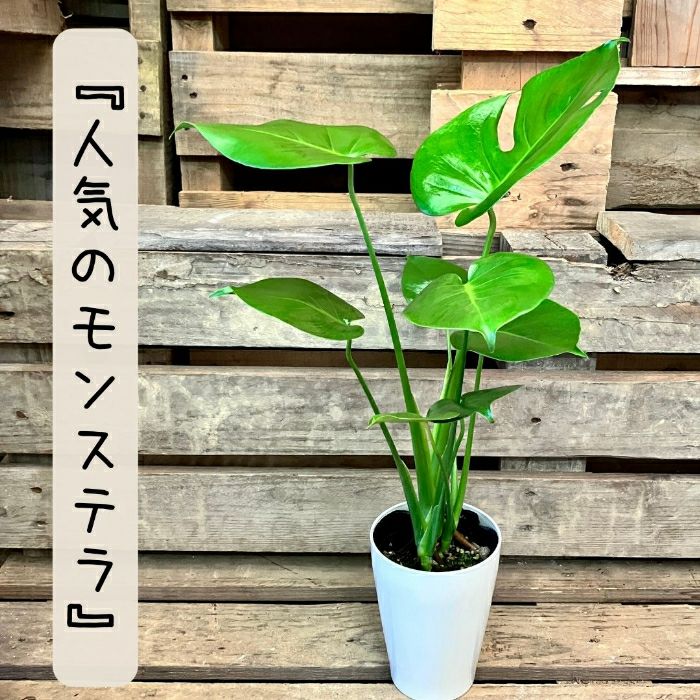 観葉植物現品販売
