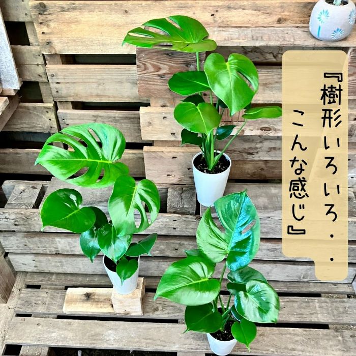 観葉植物現品販売