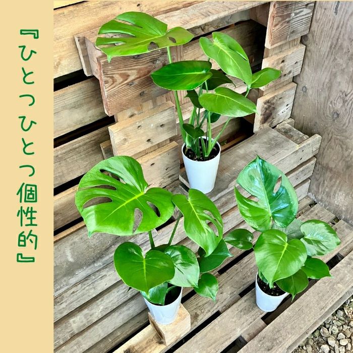 観葉植物現品販売