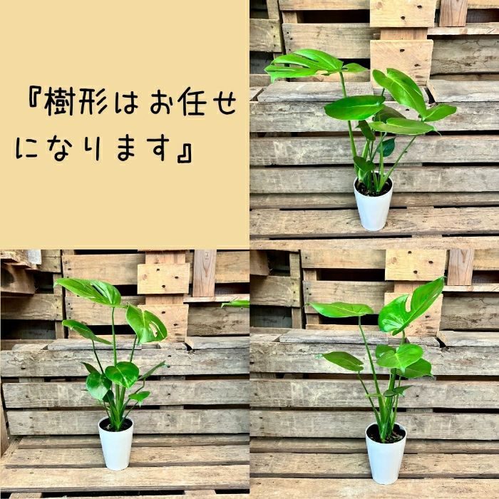 観葉植物現品販売