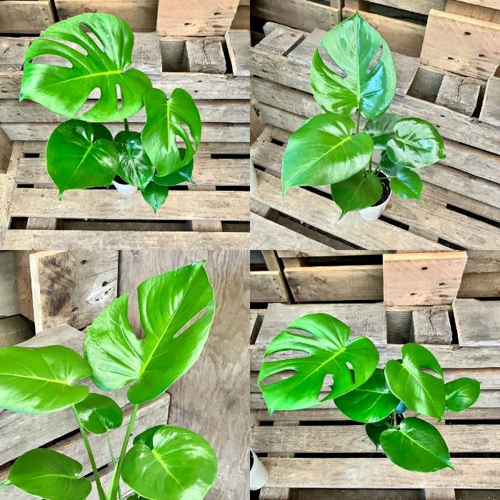 観葉植物現品販売