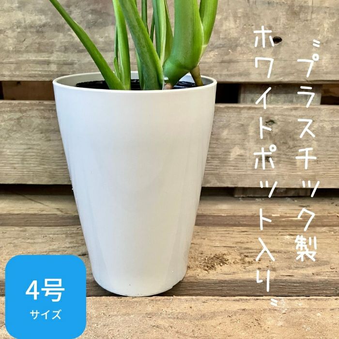 観葉植物現品販売