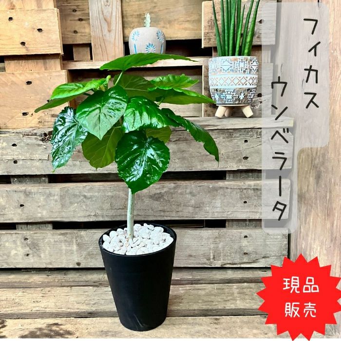 観葉植物現品販売
