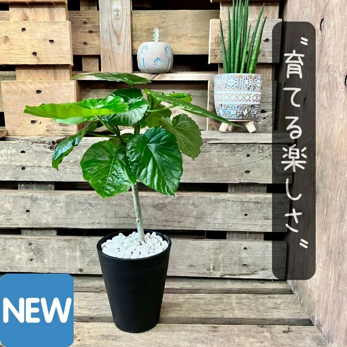 観葉植物現品販売