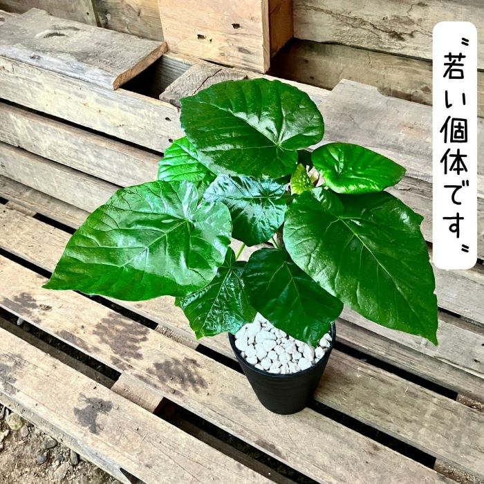 観葉植物現品販売