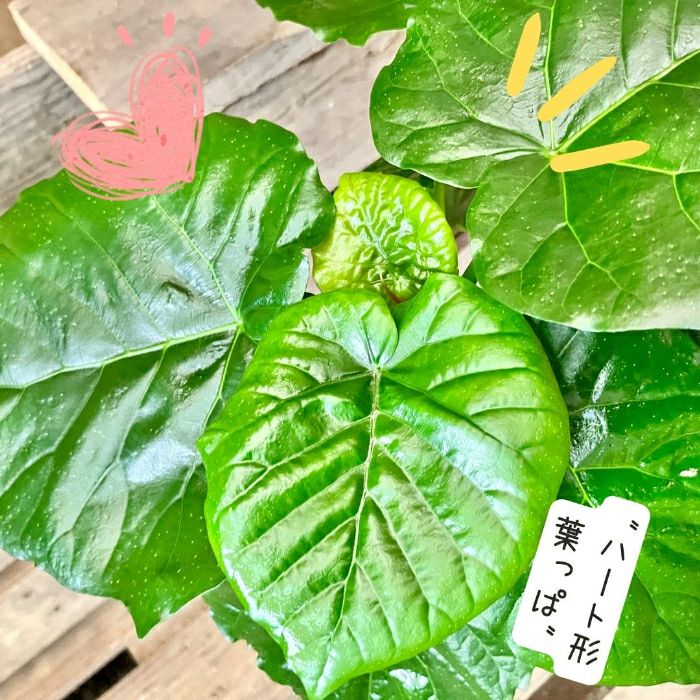 観葉植物現品販売