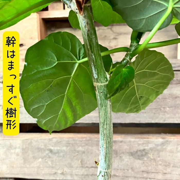 観葉植物現品販売