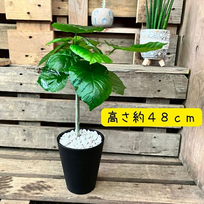 観葉植物現品販売