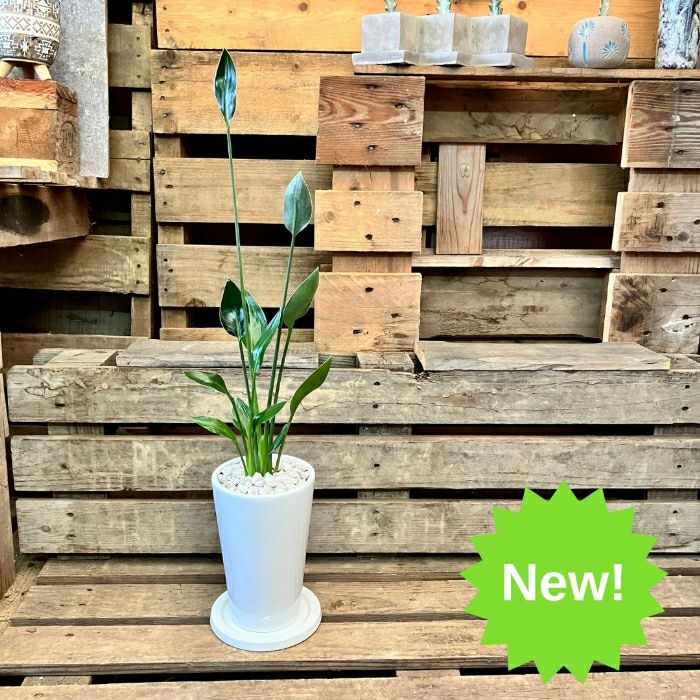 観葉植物現品販売