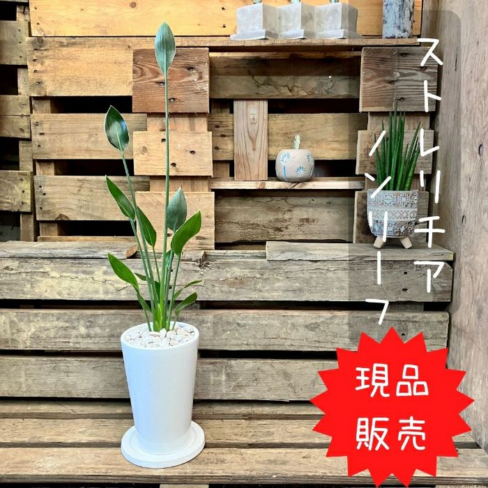 観葉植物現品販売