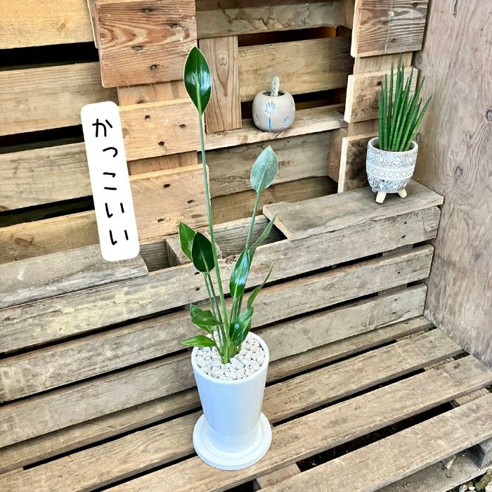 観葉植物現品販売