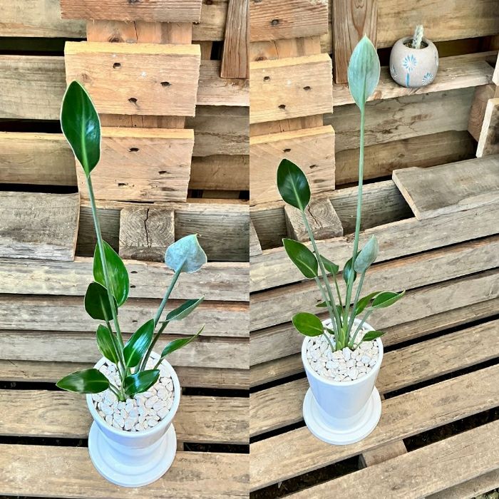 観葉植物現品販売