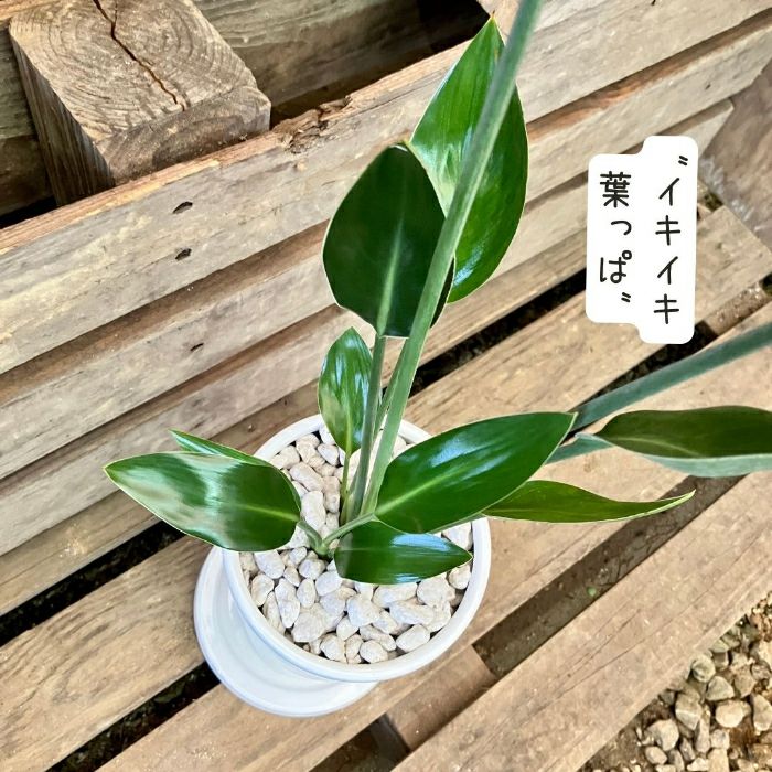 観葉植物現品販売