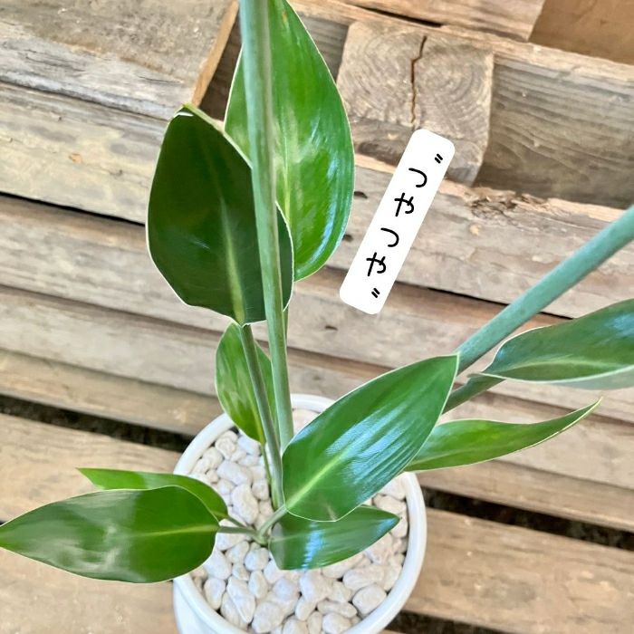 観葉植物現品販売