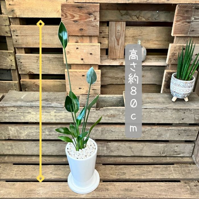 観葉植物現品販売