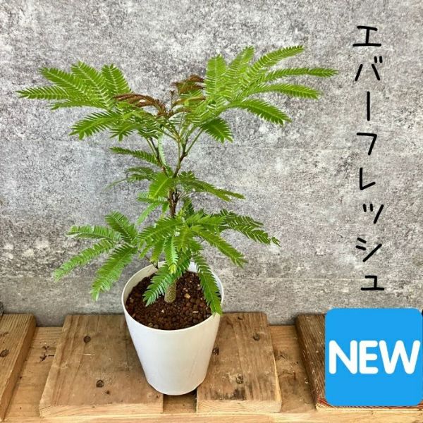 【引き取り限定】破格！エバーフレッシュ 約1.3m観葉植物 観葉植物 エバーフレッシュ 10号 ボサ造り プラスチック鉢