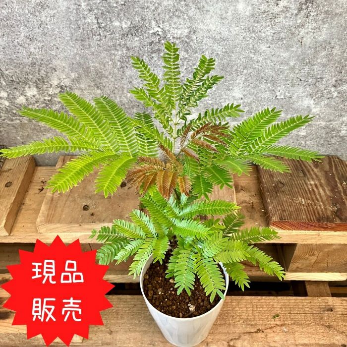 観葉植物現品販売