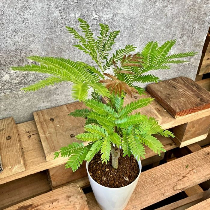 観葉植物現品販売