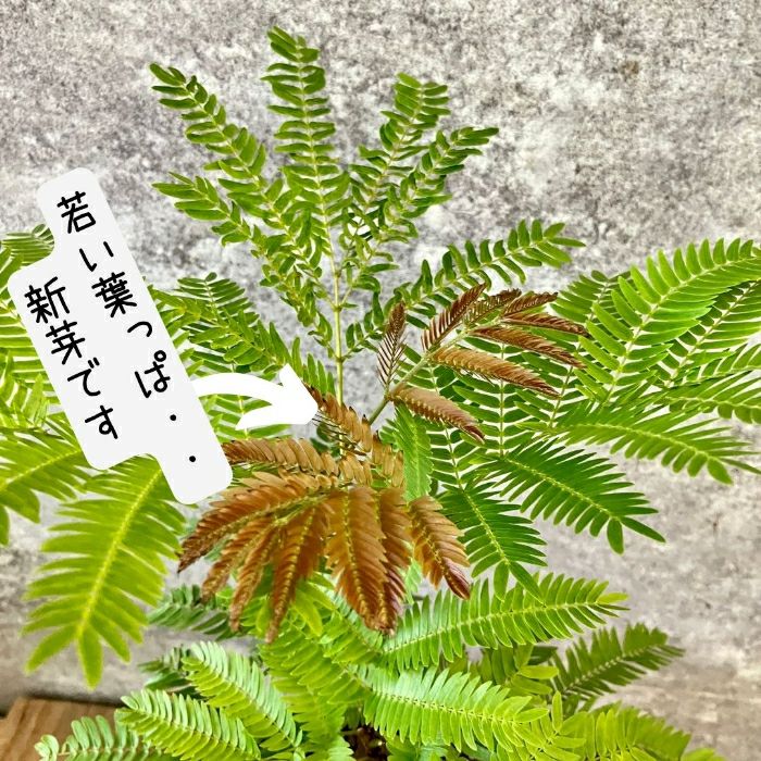 観葉植物現品販売