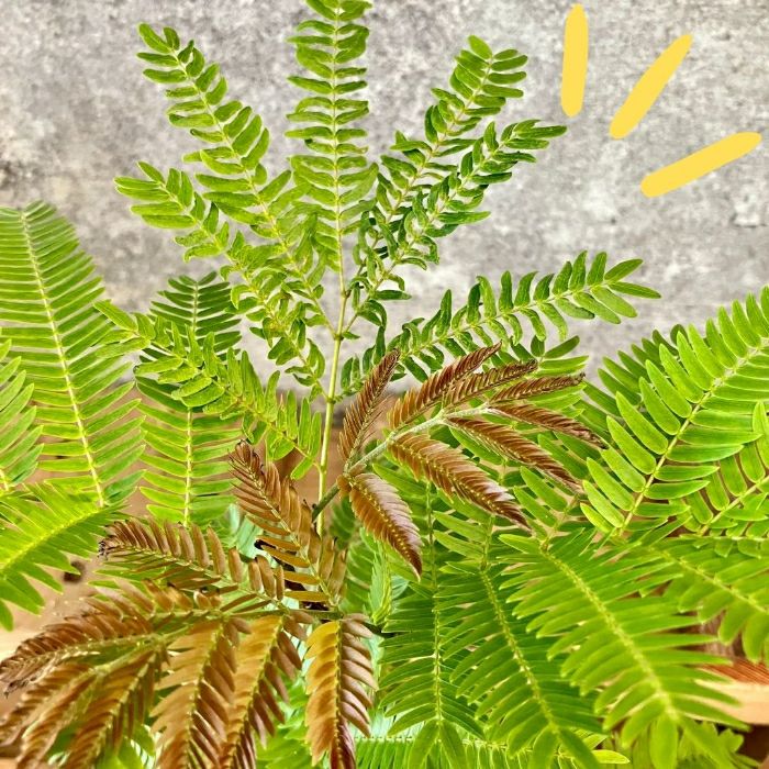 観葉植物現品販売