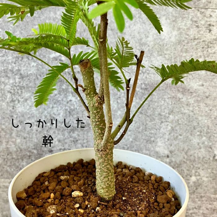 観葉植物現品販売