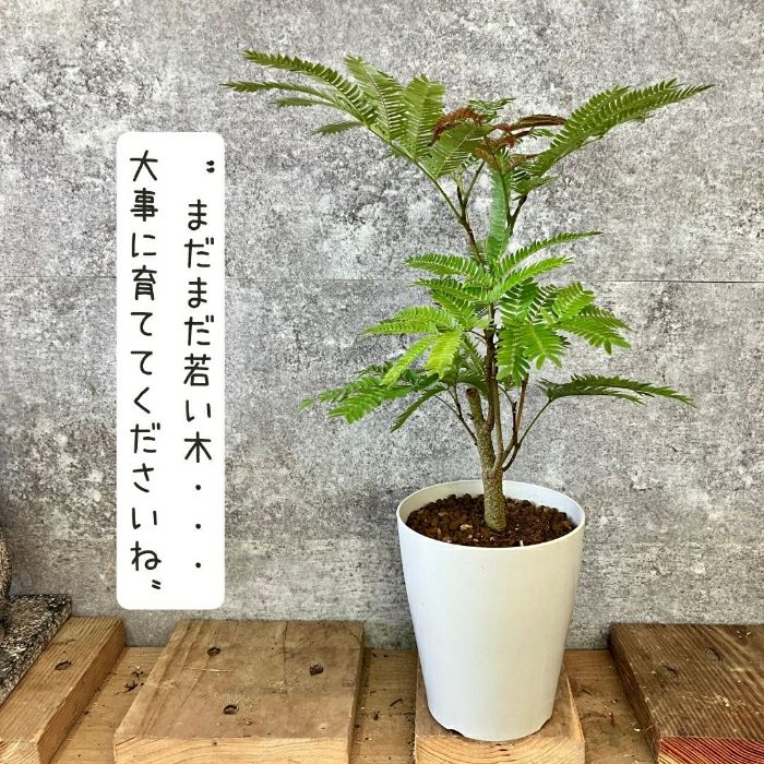 観葉植物現品販売