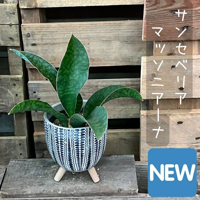 観葉植物現品販売