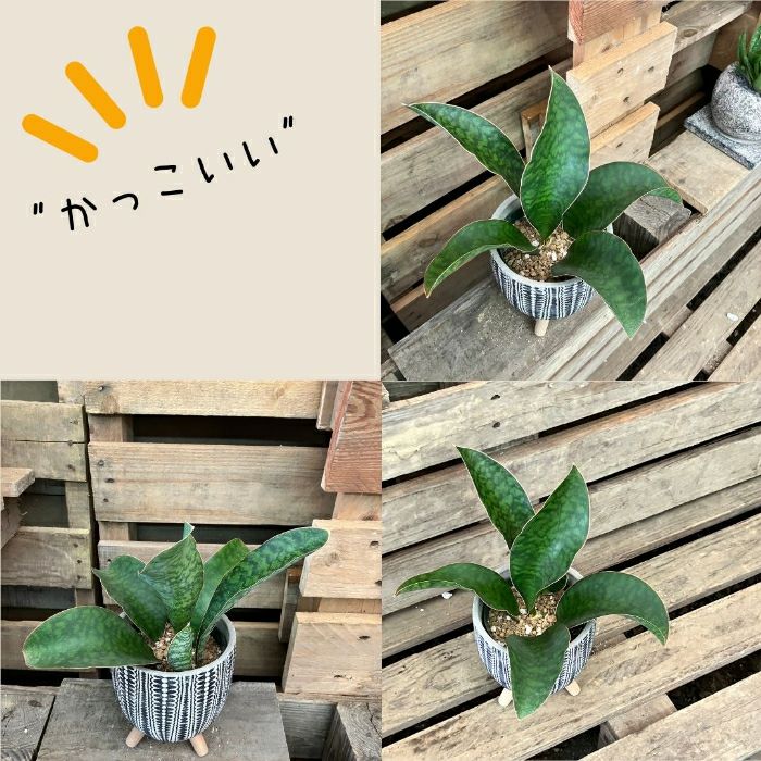 観葉植物現品販売