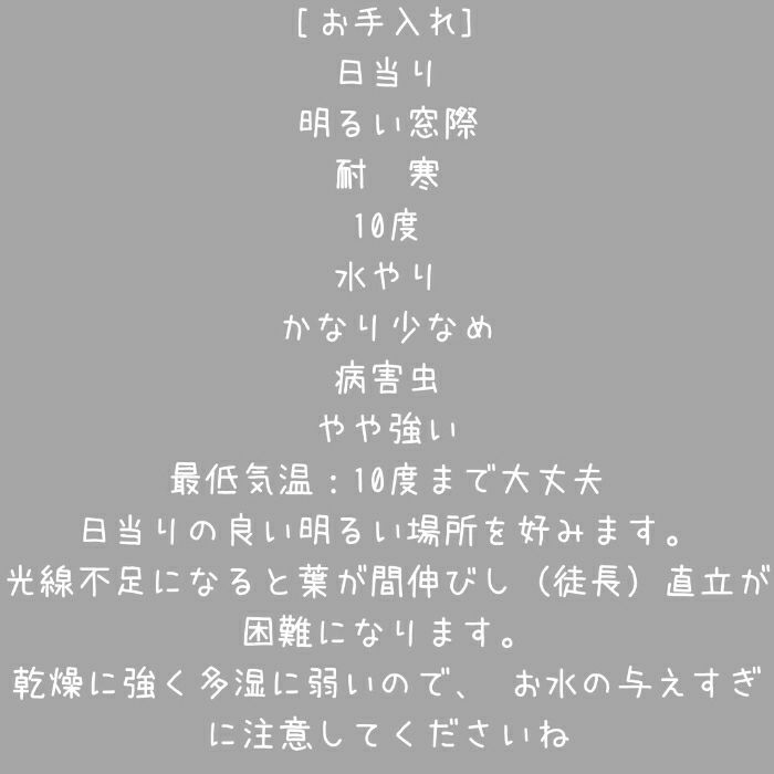 観葉植物現品販売