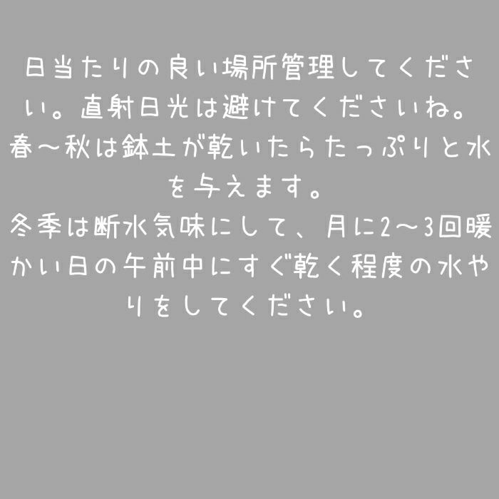 観葉植物現品販売