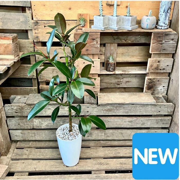 観葉植物現品販売