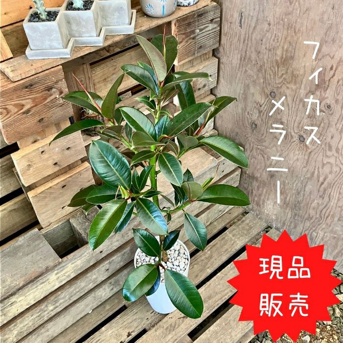 観葉植物現品販売