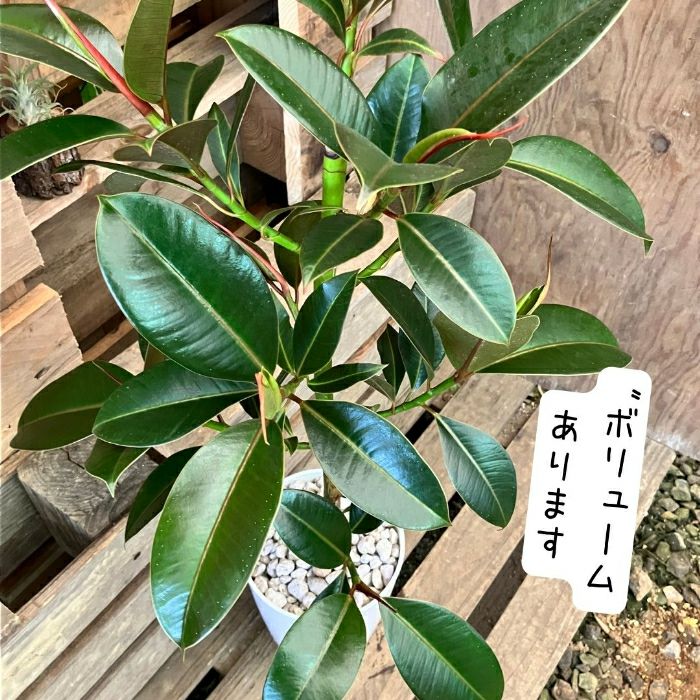 観葉植物現品販売