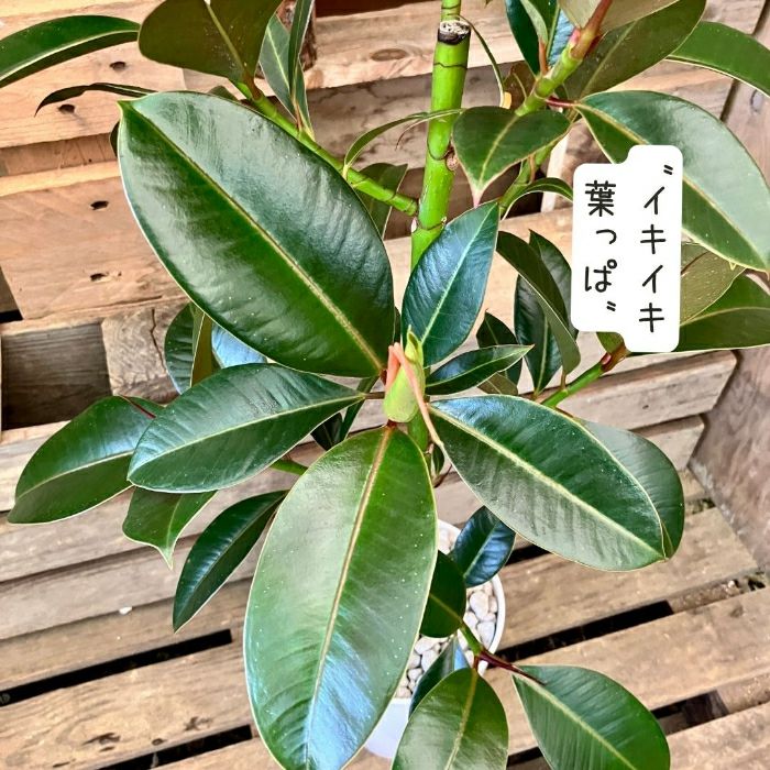 観葉植物現品販売