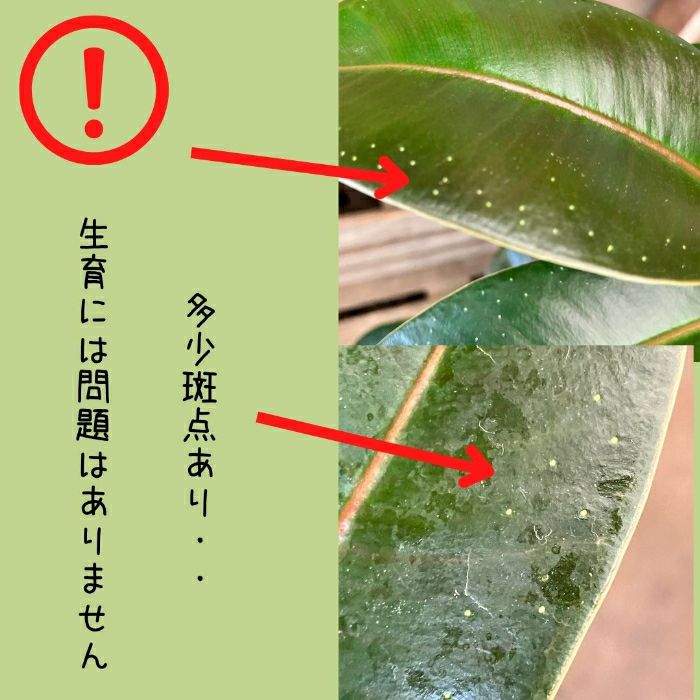 観葉植物現品販売